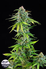 Royal Haze cannabis seeds