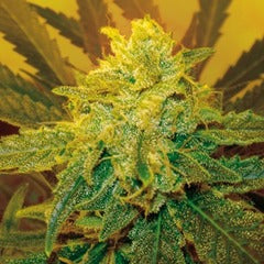 Royal Dutch Cheese marijuana seeds