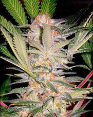 SAD (Sweet Afghani Delicious S1) seeds