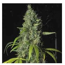 graines de cannabis fille de café