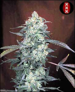 Ak-47