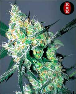 White Russian