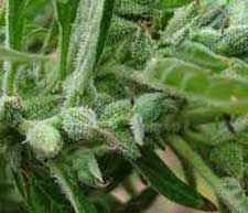 Nevilles Haze another generation