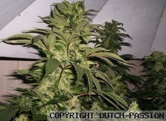 Sacra Frasca marijuana single seeds