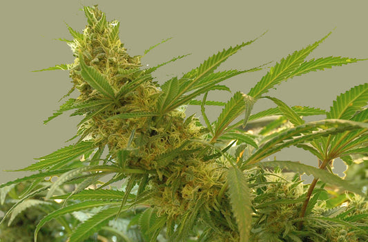 sadhu marijuana seeds