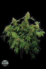 Santa Sativa Marijuana Seeds