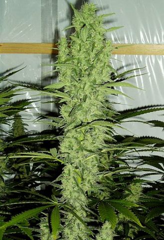 sativa queen marijuana seeds