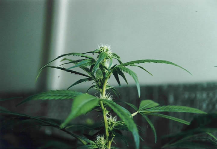 Sweet sativa special marijuana seeds