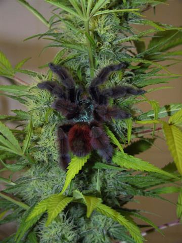 Full moon marijuana seeds