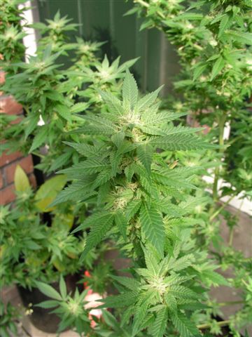 pakalolo marijuana seeds