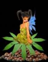 Daydream marijuana seeds