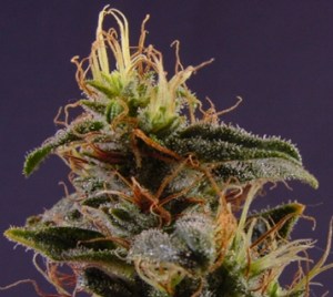 New York Power Diesel seeds
