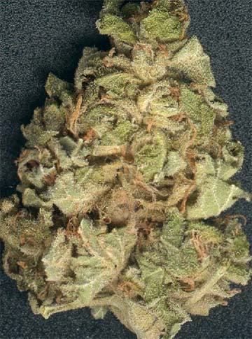 Royal flush marijuana seeds