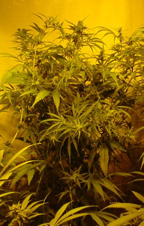 sativa mexicana marijuana seeds