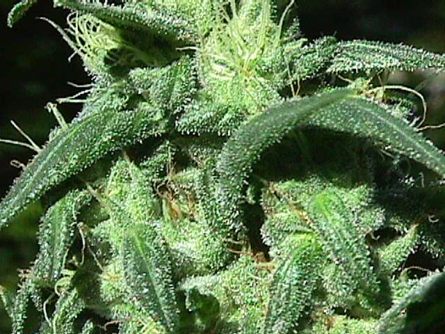 Sterling haze marijuana seeds