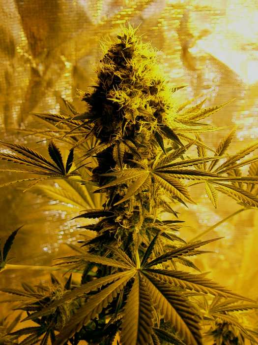 white lady marijuana seeds