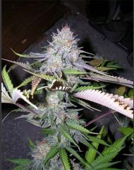 Blackjack marijuana seeds