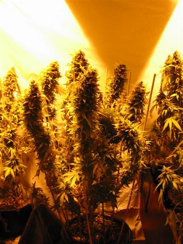 Indigo marijuana seeds