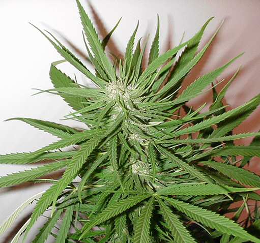 Paia Hawaiana marijuana seeds