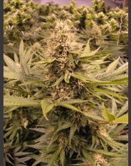 Rasberry Cough marijuana seeds