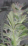 Satura sativa seeds