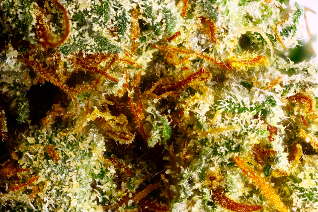 saturn og marijuana seed