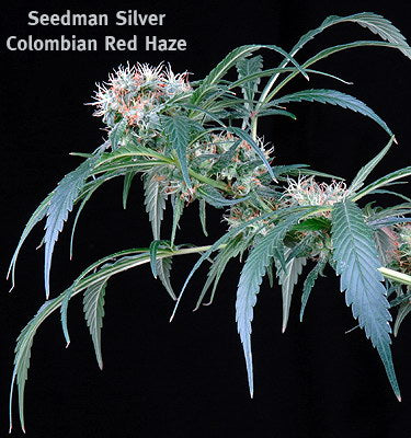 graines de marijuana de brume rouge colombienne