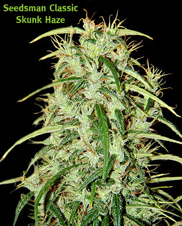 skunk haze marijuana seeds