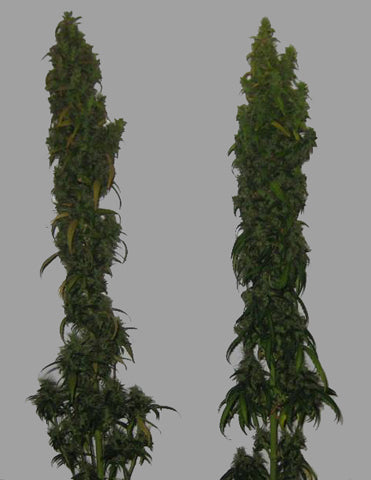senor garcia cannabis seeds