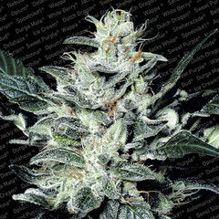 Sensi Star marijuana seeds