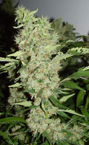 Graines de marijuana Bubble Gum