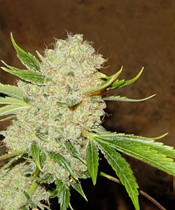 White Russian marijuana seeds