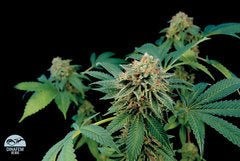 Shark Attack marijuana single seeds
