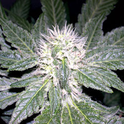 Sharksbreath feminised marijuana seeds