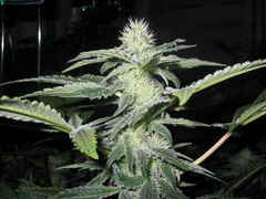 Sharksbreath marijuana seeds