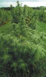 Shirin Gol marijuana seeds