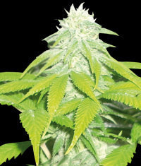 Skunk 47 seeds
