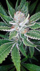 Sleestack marijuana seeds