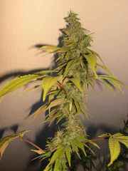 Graines de marijuana à la crème sure