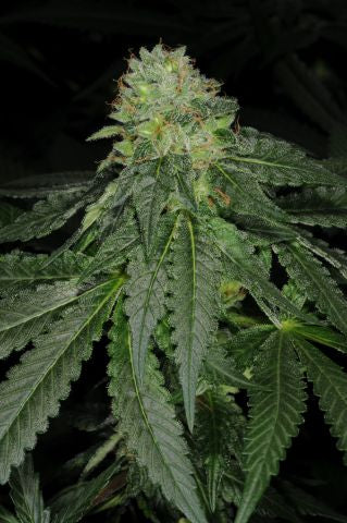 Star Kush marijuana seeds