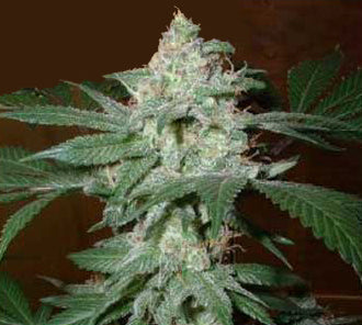 stargazer marijuana seeds