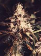 Sticky sista seeds