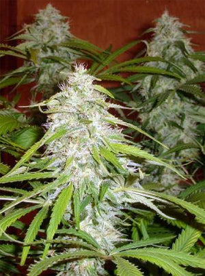 Stormy Russian Blue marijuana seeds