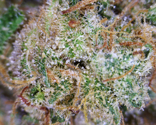 strawberry kush marijuana seeds