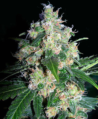 strawberry smile marijuana seeds