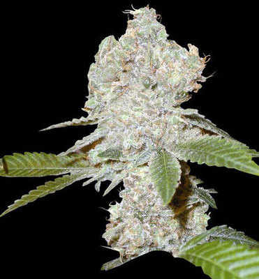 Strawberry Blue marijuana seeds