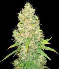 Sugar Black Rose 15 seeds