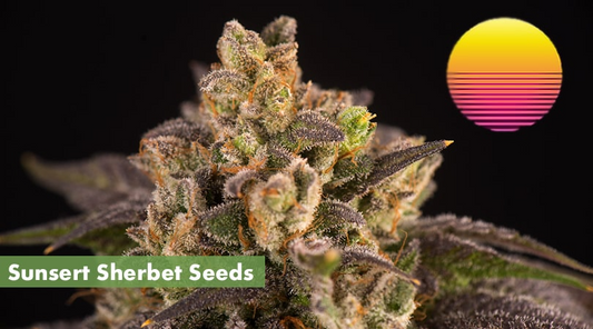 Western Sunset 5 pack of marijuana seeds