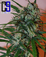 Super Haze marijuana seeds