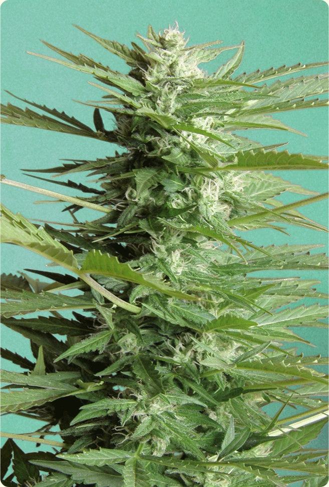 Sweet dwarf seeds